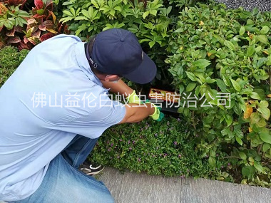 三洲镇绿化施药灭鼠